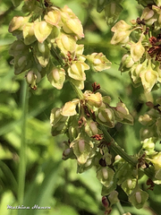 Rumex hydrolapathum