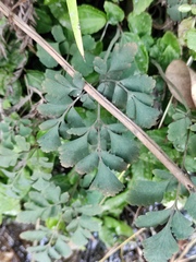 Corydalis