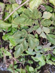 Corydalis