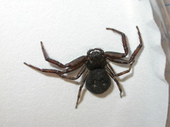 Bassaniana