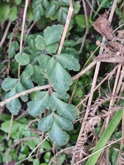 Corydalis