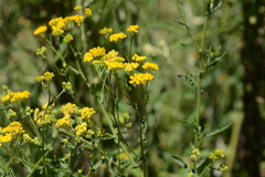 Nidorella auriculata