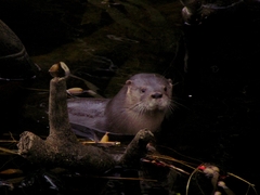 Lontra provocax