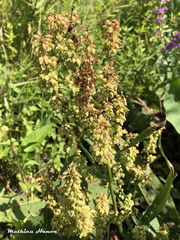 Rumex hydrolapathum