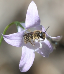 Andrena pandellei