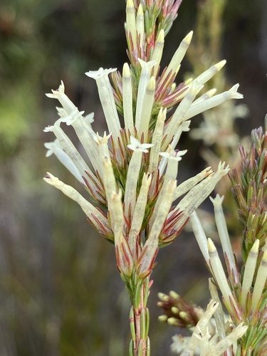 Cylinder Heath (Erica cylindrica)