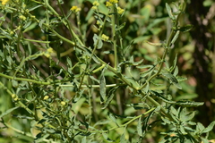 Nidorella auriculata