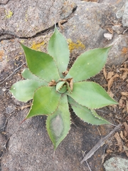 Agave bovicornuta