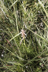 Satyrium cristatum