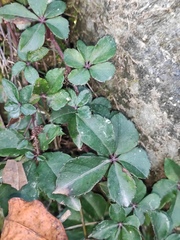 Tetrastigma obtectum