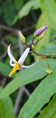 Solanum bahamense