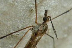 Tipula obsoleta