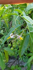 Solanum bahamense