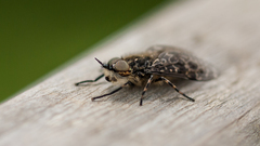 Haematopota pluvialis