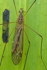 Tipula obsoleta