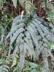 Arachniodes rhomboidea