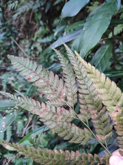 Arachniodes rhomboidea