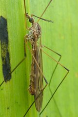 Tipula obsoleta