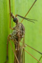 Tipula obsoleta