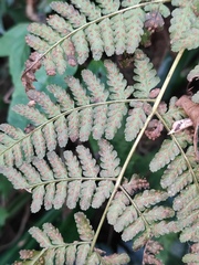 Dryopteris sparsa