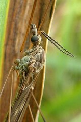 Tipula obsoleta