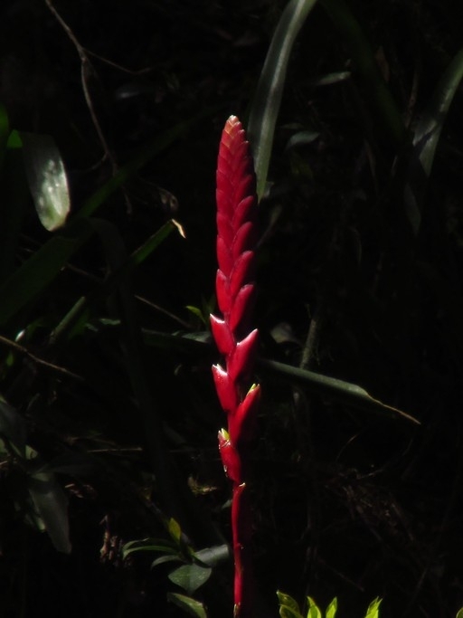 Vriesea platynema