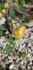 Chamaecrista lineata