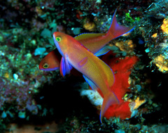 Pseudanthias cooperi