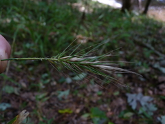 Elymus macgregorii