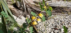 Chamaecrista lineata