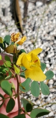 Chamaecrista lineata