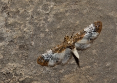 Eupithecia breviculata