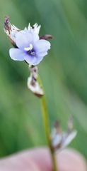 Aristea torulosa