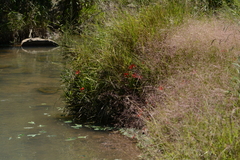 Hesperantha coccinea