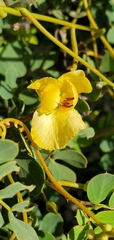 Chamaecrista lineata