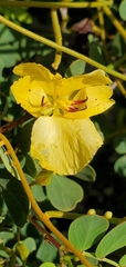 Chamaecrista lineata