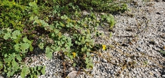 Chamaecrista lineata
