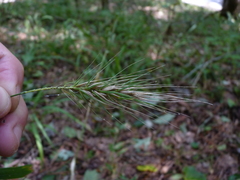 Elymus macgregorii