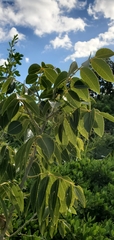 Zanthoxylum flavum
