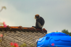 Semnopithecus vetulus