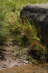 Hesperantha coccinea