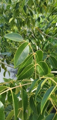 Zanthoxylum flavum