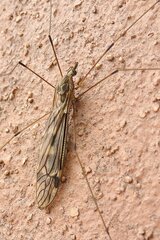 Tipula rufina
