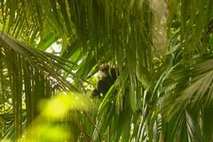 Semnopithecus vetulus