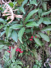 Ardisia crenata