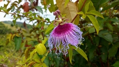 Passiflora cincinnata