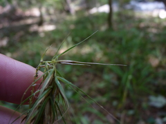 Elymus macgregorii