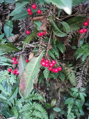 Ardisia crenata
