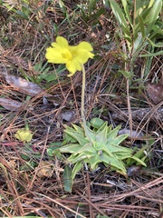 Pinguicula lutea