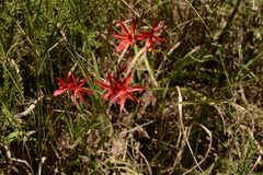 Hesperantha coccinea